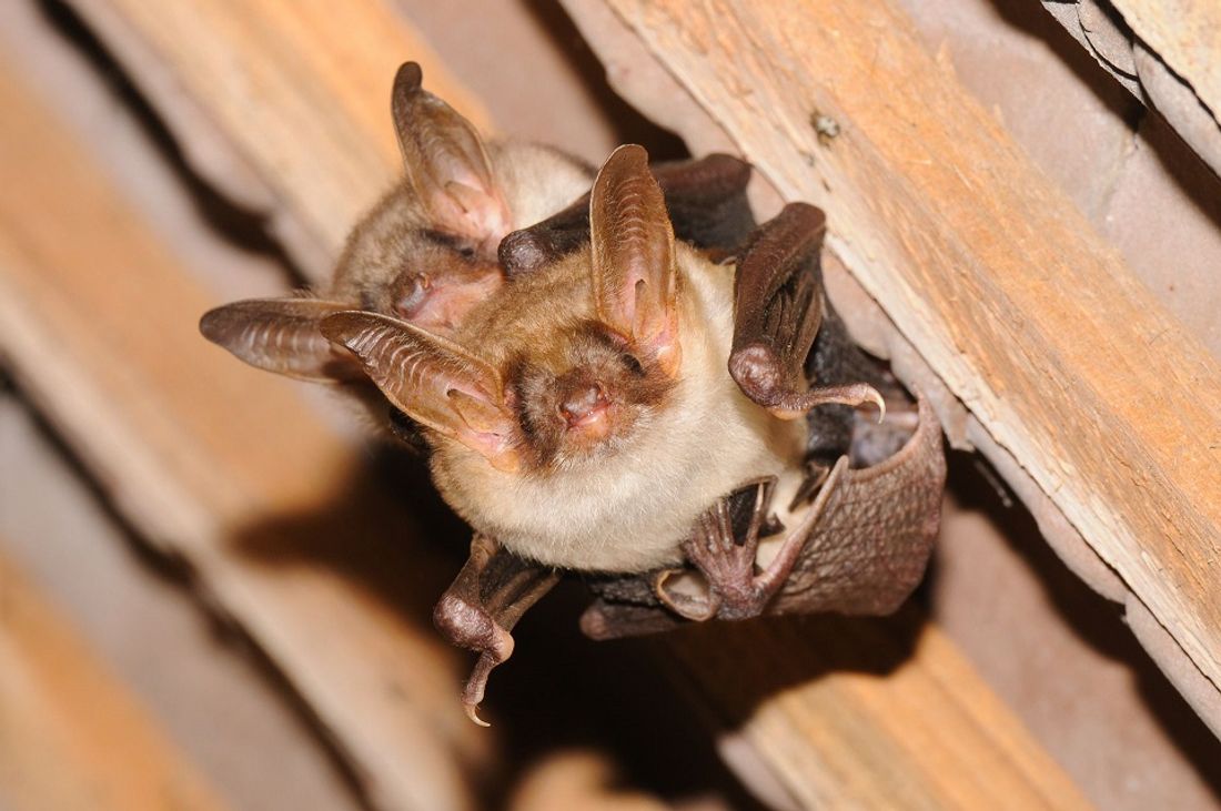 Le Grand murin Myotis myotis est l'une des 25 espèces de chauves-souris connues en Bourgogne